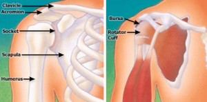 Anatomy of shoulder joint. Dr. Leon Mead. Naples, Florida
