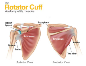 Why did I injured my rotator cuff? - Naples Orthopedic Doctor | Leon ...