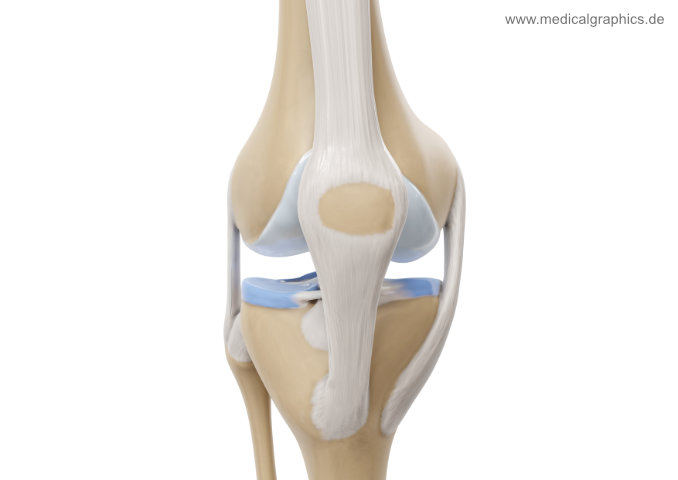Front view of knee anatomy showing the kneecap and surrounding tendons